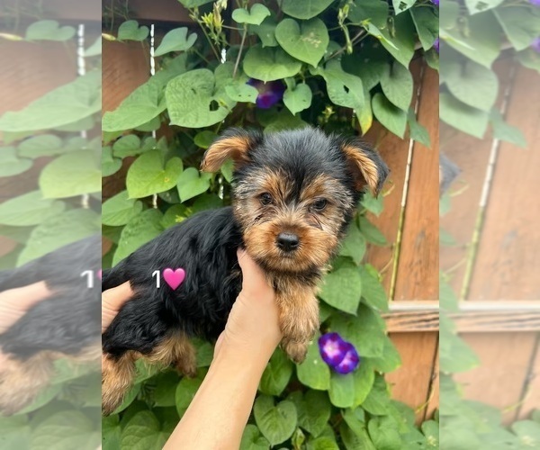 Medium Photo #1 Yorkshire Terrier Puppy For Sale in DES PLAINES, IL, USA