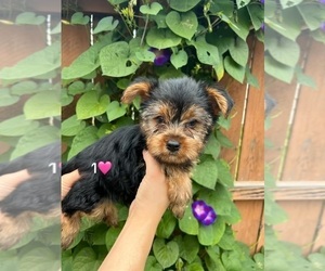 Litter of 3 - Male(s) and Female(s) Yorkshire TerrierLitter of Puppies for Sale