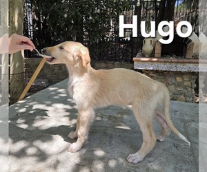 Borzoi Puppy for sale in YUCAIPA, CA, USA
