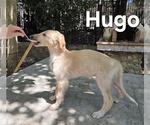 Image preview for Ad Listing. Nickname: Hugo