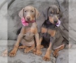 Small Photo #20 Doberman Pinscher Puppy For Sale in POMEROY, OH, USA