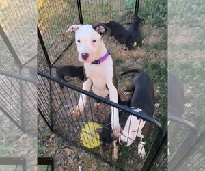 Nera- sister to Nico - Female American Pit Bull Terrier-Unknown Mix Dog for Adoption - Photo #2