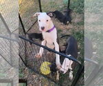 Small Photo #2 American Pit Bull Terrier-Unknown Mix Puppy For Sale in Oakhurst, NJ, USA