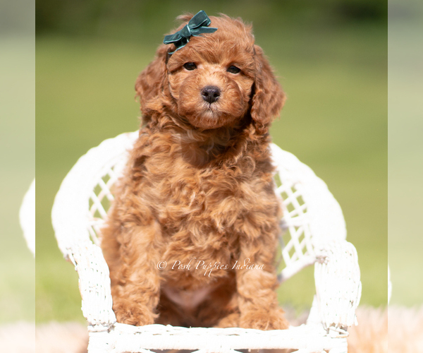 Medium Photo #110 Poodle (Miniature) Puppy For Sale in WARSAW, IN, USA