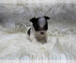Small Photo #17 Shiranian Puppy For Sale in HAYWARD, CA, USA