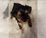 Small Photo #11 Yorkshire Terrier Puppy For Sale in HUDDLESTON, VA, USA