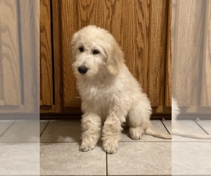 Goldendoodle Puppy for sale in THURMOND, NC, USA