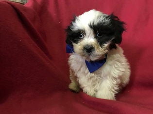 Zuchon Puppy for sale in EAST EARL, PA, USA