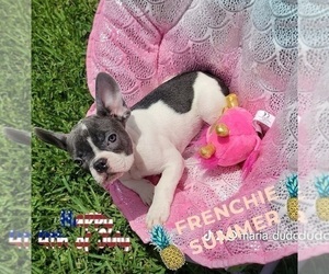 French Bulldog Puppy for sale in NAPLES, FL, USA