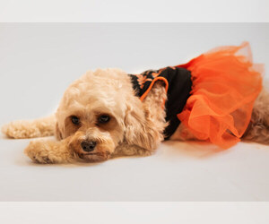 Mother of the Cavapoo puppies born on 09/14/2025