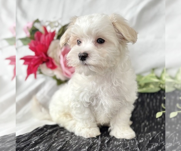 Medium Photo #11 Maltese Puppy For Sale in ROCK STREAM, NY, USA