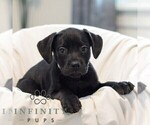 Small #3 French Bulldog-Goldendoodle Mix