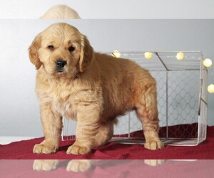 Golden Retriever Puppy for sale in APPLE CREEK, OH, USA