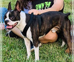 Small Photo #1 Boston Terrier Puppy For Sale in SPRING, TX, USA