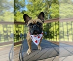 Small Photo #1 French Bulldog Puppy For Sale in BUFFALO VALLEY, TN, USA