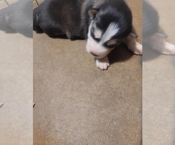 Medium Photo #1 Alaskan Husky-Siberian Husky Mix Puppy For Sale in PHOENIX, AZ, USA