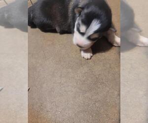 Alaskan Husky-Siberian Husky Mix Puppy for sale in PHOENIX, AZ, USA