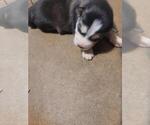 Small Alaskan Husky-Siberian Husky Mix
