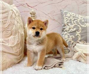 Shiba Inu Puppy for sale in ATLANTA, GA, USA