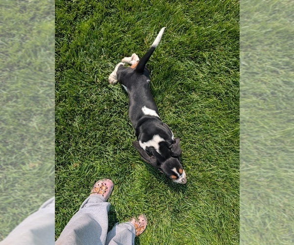 Medium Photo #19 Basset Hound Puppy For Sale in JEROME, ID, USA