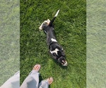 Small #18 Basset Hound