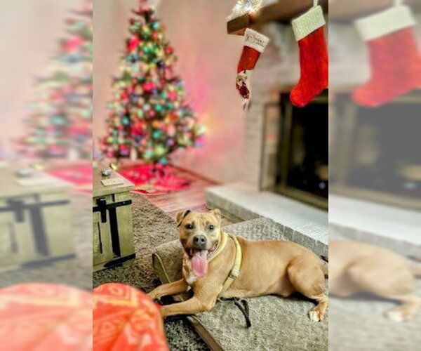 Medium Photo #5 American Staffordshire Terrier-Labrador Retriever Mix Puppy For Sale in columbia, SC, USA