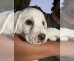 Small Photo #10 Labrador Retriever Puppy For Sale in AZUSA, CA, USA
