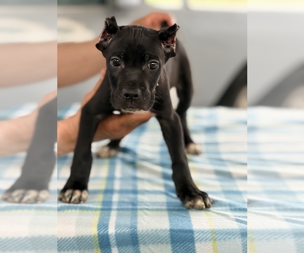 Medium Photo #18 Cane Corso Puppy For Sale in ANDERSON, IN, USA