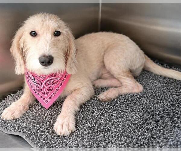 Medium Photo #1 Petit Basset Griffon Vendeen-Unknown Mix Puppy For Sale in Orange, CA, USA