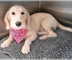 Small Petit Basset Griffon Vendeen Mix