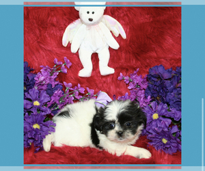 Shih Tzu Puppy for sale in DECATUR, GA, USA