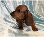 Small Photo #3 Dachshund Puppy For Sale in HUDSON, CO, USA