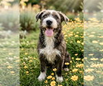 Small #7 Border Terrier Mix