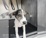 Small American Staffordshire Terrier Mix