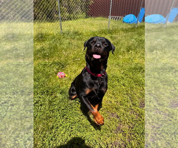 Medium Photo #7 Rottweiler Puppy For Sale in Muskegon, MI, USA