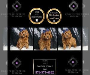 Poodle (Toy) Puppy for sale in WARSAW, IN, USA