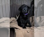 Small Photo #24 Labrador Retriever Puppy For Sale in STROUD, OK, USA