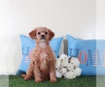 Small #3 Goldendoodle (Miniature)