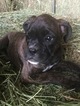 Small Photo #27 Boxer Puppy For Sale in AFTON, WY, USA
