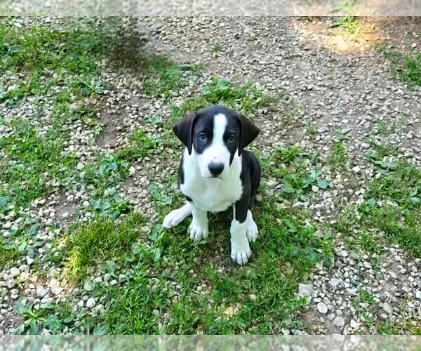 Medium Photo #2 Australian Shepherd-Unknown Mix Puppy For Sale in Port Clinton, OH, USA