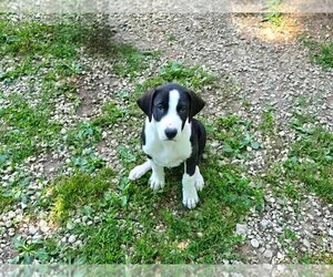 Bodhi - Male Australian Shepherd-Unknown Mix Dog for Adoption - Photo #2