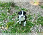 Small #1 Australian Shepherd Mix