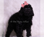 Small #2 Goldendoodle (Miniature)