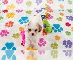 Small #10 Cavapoo (Miniature)-Poodle (Toy) Mix