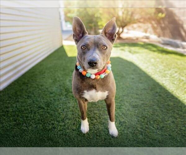 Medium Photo #2 American Pit Bull Terrier-Unknown Mix Puppy For Sale in Las Vegas, NV, USA