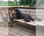 Small Photo #2 Poodle (Standard) Puppy For Sale in MEM, TN, USA