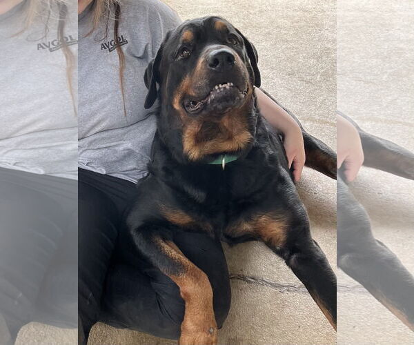 Medium Photo #5 Rottweiler Puppy For Sale in Mooresville, NC, USA