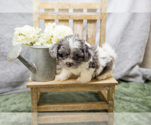 Shih-Poo Puppy for sale in BALTIC, OH, USA