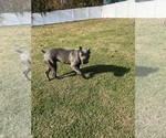 Small Cane Corso