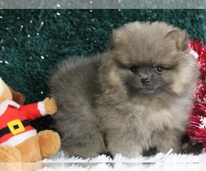 Medium Pomeranian
